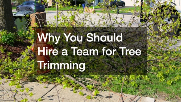 Why You Should Hire a Team for Tree Trimming